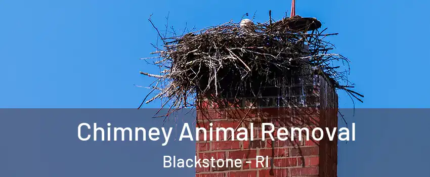 Chimney Animal Removal Blackstone - RI