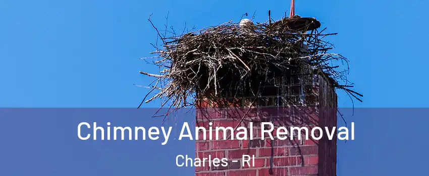 Chimney Animal Removal Charles - RI