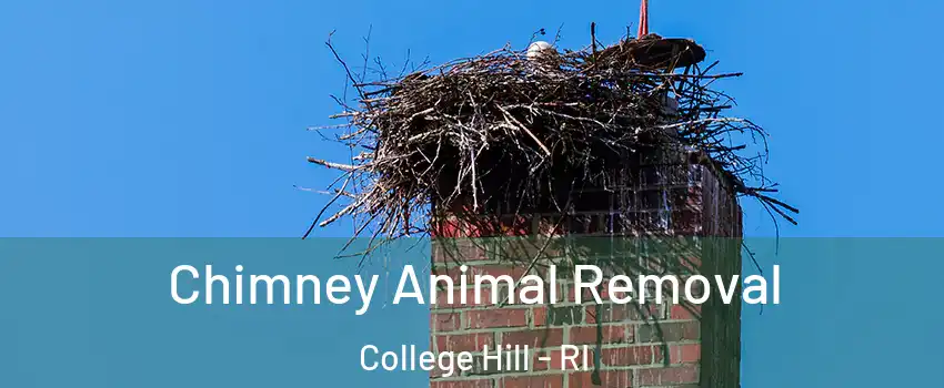 Chimney Animal Removal College Hill - RI