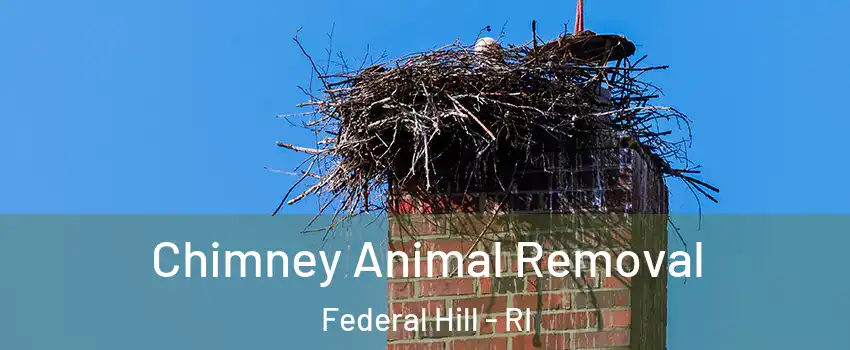 Chimney Animal Removal Federal Hill - RI