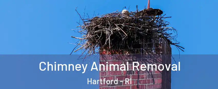 Chimney Animal Removal Hartford - RI