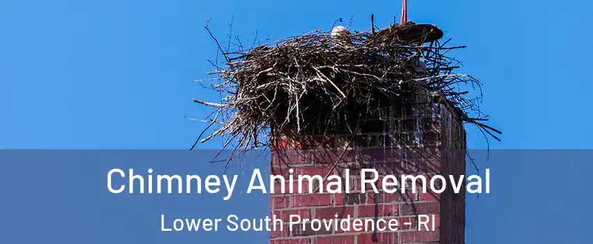 Chimney Animal Removal Lower South Providence - RI