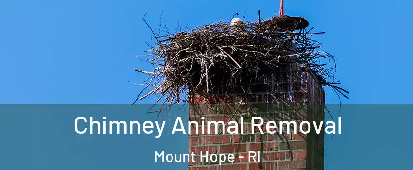 Chimney Animal Removal Mount Hope - RI