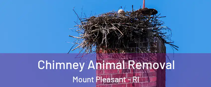 Chimney Animal Removal Mount Pleasant - RI