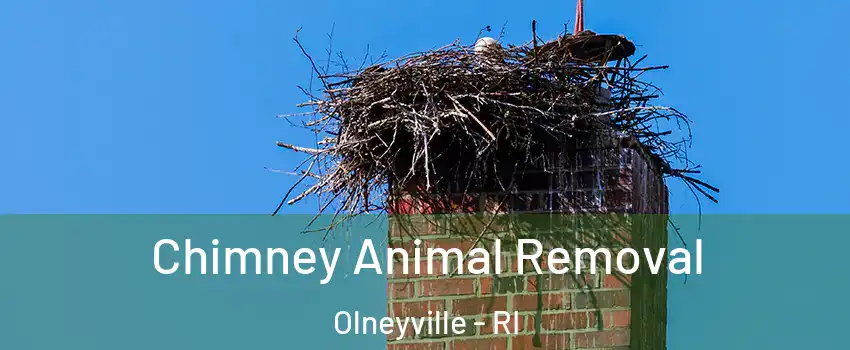 Chimney Animal Removal Olneyville - RI