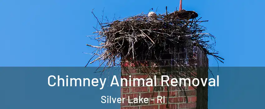 Chimney Animal Removal Silver Lake - RI