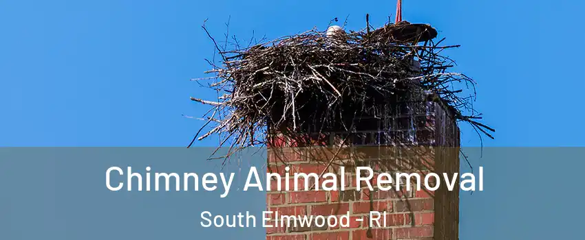 Chimney Animal Removal South Elmwood - RI