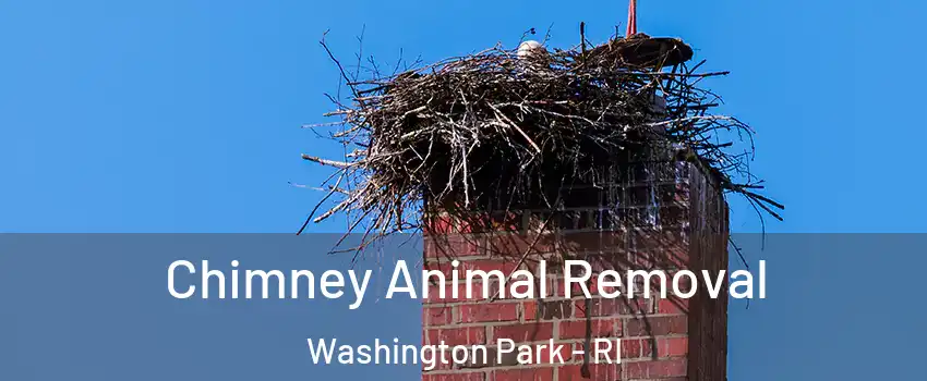 Chimney Animal Removal Washington Park - RI