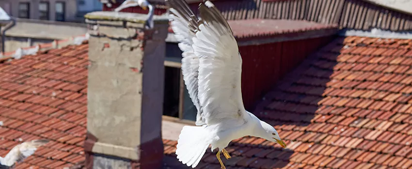 Residential Chimney Animal Removal Solution in West End, RI